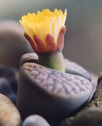 Lithops SCHWANTESII