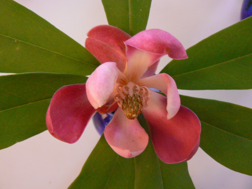 Manglietia INSIGNIS или Манглиетия Замечательная