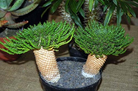 Euphorbia CAPUT - MEDUSAE или Молочай Голова Медузы