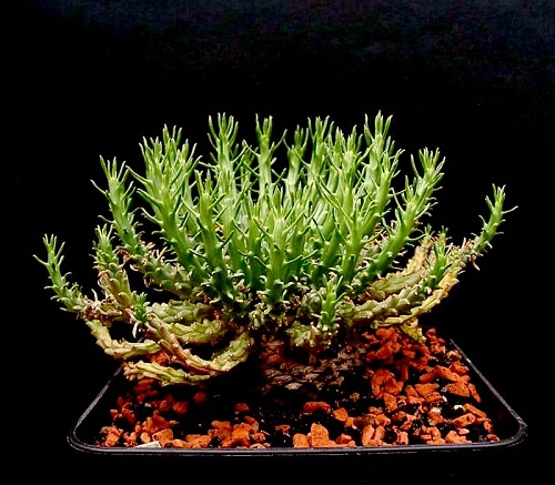 Euphorbia CAPUT - MEDUSAE или Молочай Голова Медузы