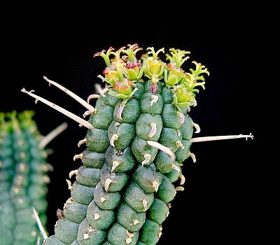 Euphorbia FIMBRIATA или Молочай Ребристый