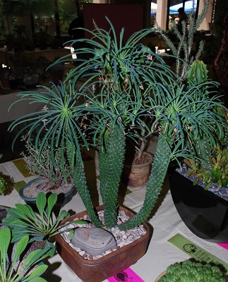 Euphorbia FIMBRIATA или Молочай Ребристый