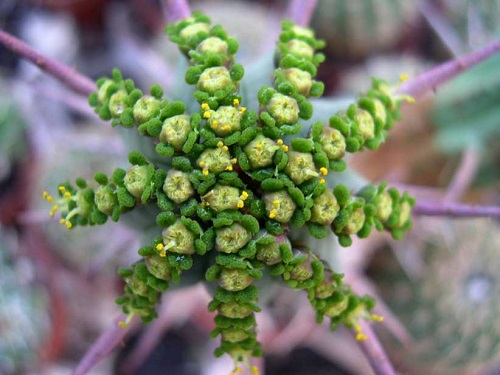 Euphorbia FEROX или Молочай Ужасный