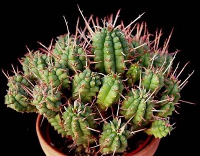 Euphorbia FEROX или Молочай Ужасный