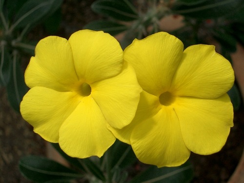 Pachypodium ROSULATUM или Пахиподиум Розулатум