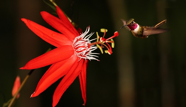 Passiflora COCCINEA или Пассифлора Шарлахоцветная