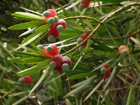Podocarpus Gracilior