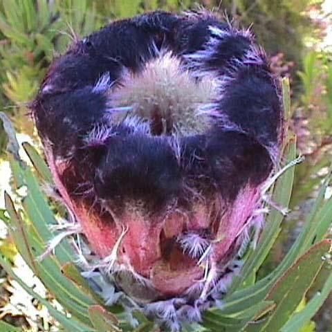 Protea Lepidocarpodendron или Черная Бородатая Протея