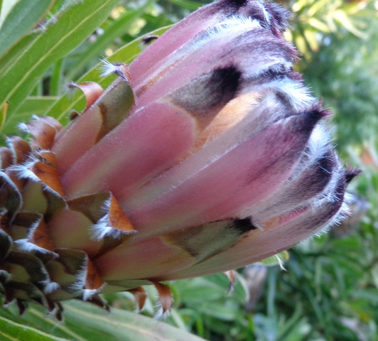 Protea Lepidocarpodendron или Черная Бородатая Протея