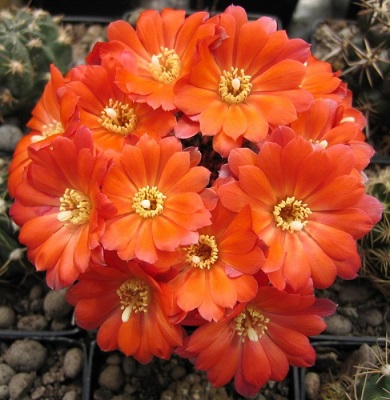 Rebutia RUBRIFLORA или Ребуция Красноцветковая