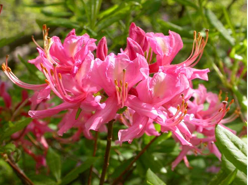 Rhododendron PERICLYMENOIDES или Рододендрон Голоцветковый