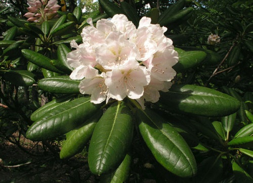 Rhododendron BRACHYCARPUM или Рододендрон Короткоплодный