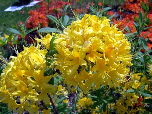 Rhododendron CALENDULACEUM или Рододендрон Ноготковидный
