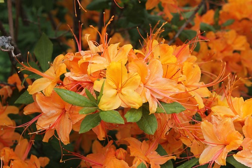 Rhododendron CALENDULACEUM или Рододендрон Ноготковидный