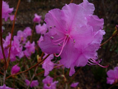 Rhododendron MUCRONULATUM или Рододендрон Остроконечный