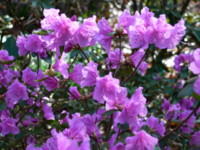 Rhododendron MUCRONULATUM или Рододендрон Остроконечный