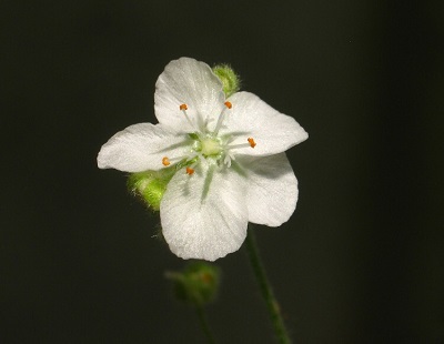 Drosera DERBYENSIS или Росянка Дербенская