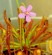 Drosera Сapensis Pink или Росянка Капская Красная