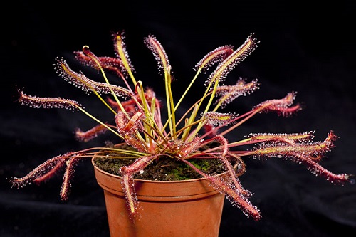 Drosera Сapensis Pink или Росянка Капская Красная