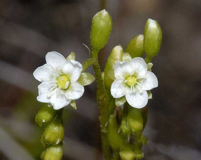 Drosera ROTUNDIFOLIA или Росянка Круглолистная