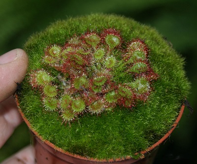 Drosera ROTUNDIFOLIA или Росянка Круглолистная