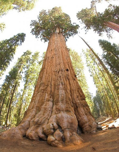 Sequoiadedron GIGANTEUM или Секвойядендрон Гигантский