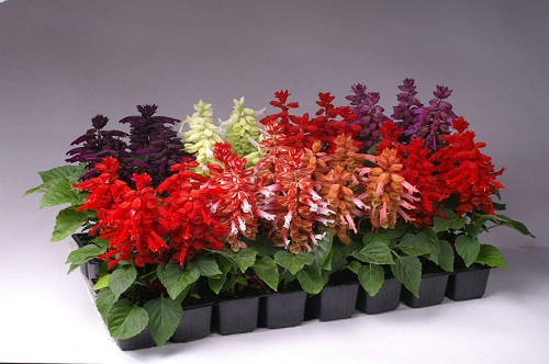 Salvia SPLENDENS или Шалфей Блестящий