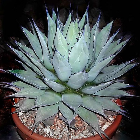 Agave APPLANATA или Агава Аппланата