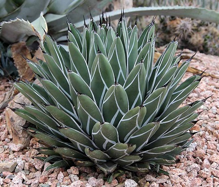 Agave FERNANDI-REGIS или Агава Короля Фердинанда