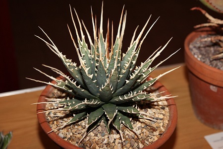 Agave UTAHENSIS var. NEVADENSIS — Агава Ютская НЕВАДА