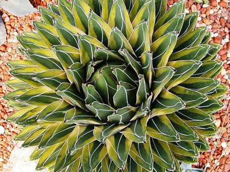 Agave VICTORIAE REGINAE или Агава Королевская Виктория