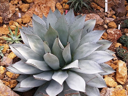 Agave PARRASANA или Агава Паррасская