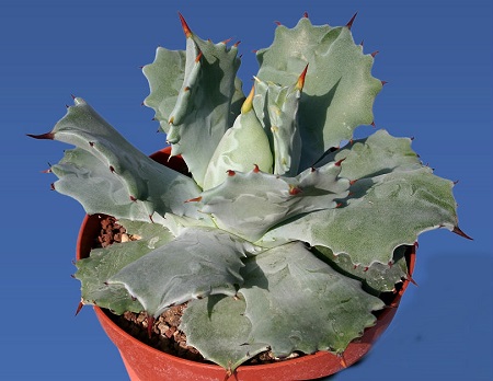 Agave POTATORUM v VERSCHAFFELTII или Агава Потаторум