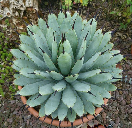 Agave MACROACANTHA или Агава Широкоокаймленная