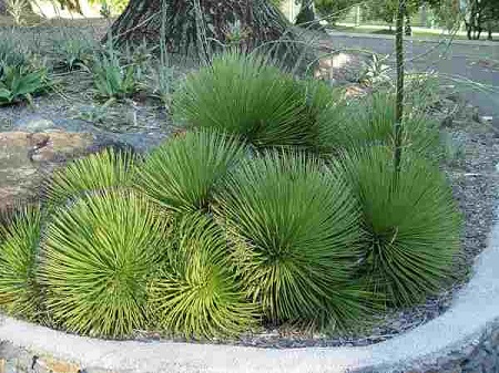 Agave STRICTA v NANA или Агава Сжатая