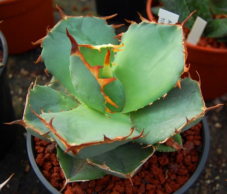 Agave TITANOTA или Агава Титанота