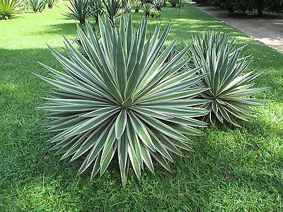 Agave ANGUSTIFOLIA MARGINATA или Агава Узколистная Окаймленная