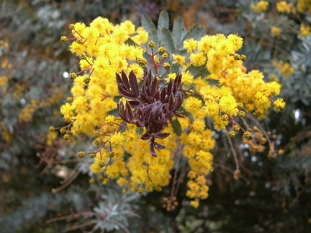 Acacia BAILEYANA var. PURPUREA или Акация Бейли Пурпурная