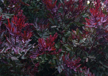 Acacia BAILEYANA var. PURPUREA или Акация Бейли Пурпурная