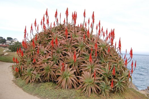 Aloe ARBORESCENS или Алое Древовидное