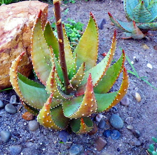 Aloe ACULEATA или Алоэ Колючее