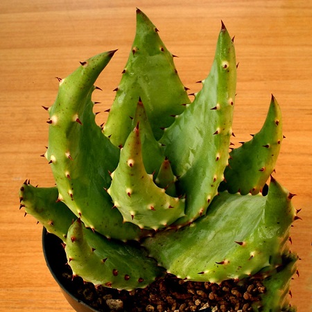 Aloe ACULEATA или Алоэ Колючее