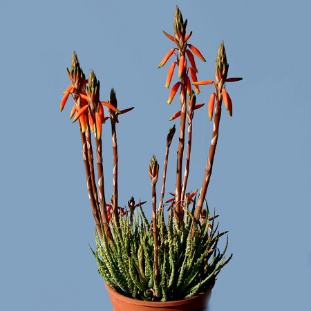 Aloe HUMILIS или Алоэ Приземистое