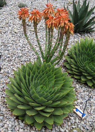 Aloe POLYPHYLLA или Алоэ Спиральное