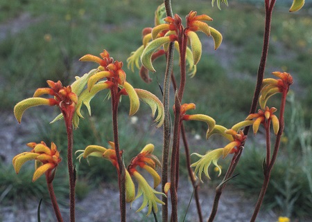 Anigozanthos PREISSII или Анигозантос Прейса