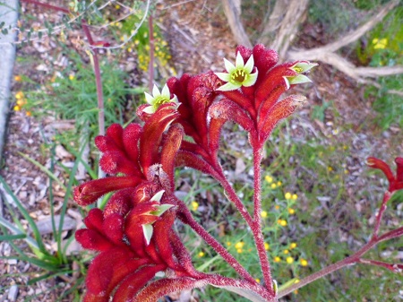 Anigozanthos RUFUS или Анигозантос Рыжий