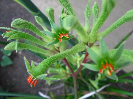 Anigozanthos VIRIDIS или Анигозантос Зеленый