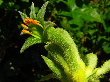 Anigozanthos FLAVIDUS или Анигозантос Желтеющий