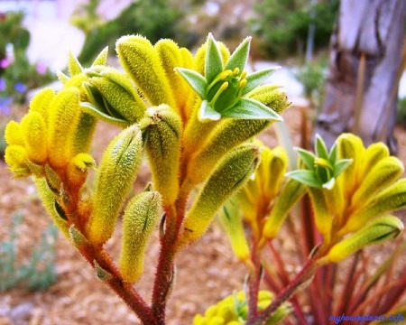 Anigozanthos FLAVIDUS или Анигозантос Желтеющий