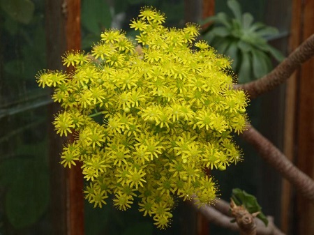 Aeonium LINDLEYI или Эониум Линдлея